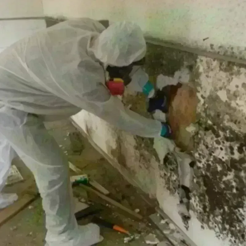 Mold Remediation and Removal in Borden County, TX